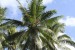 Harvesting baby coconuts thumbnail